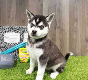 Alaskan Klee Kai