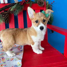 Pembroke Welsh Corgi