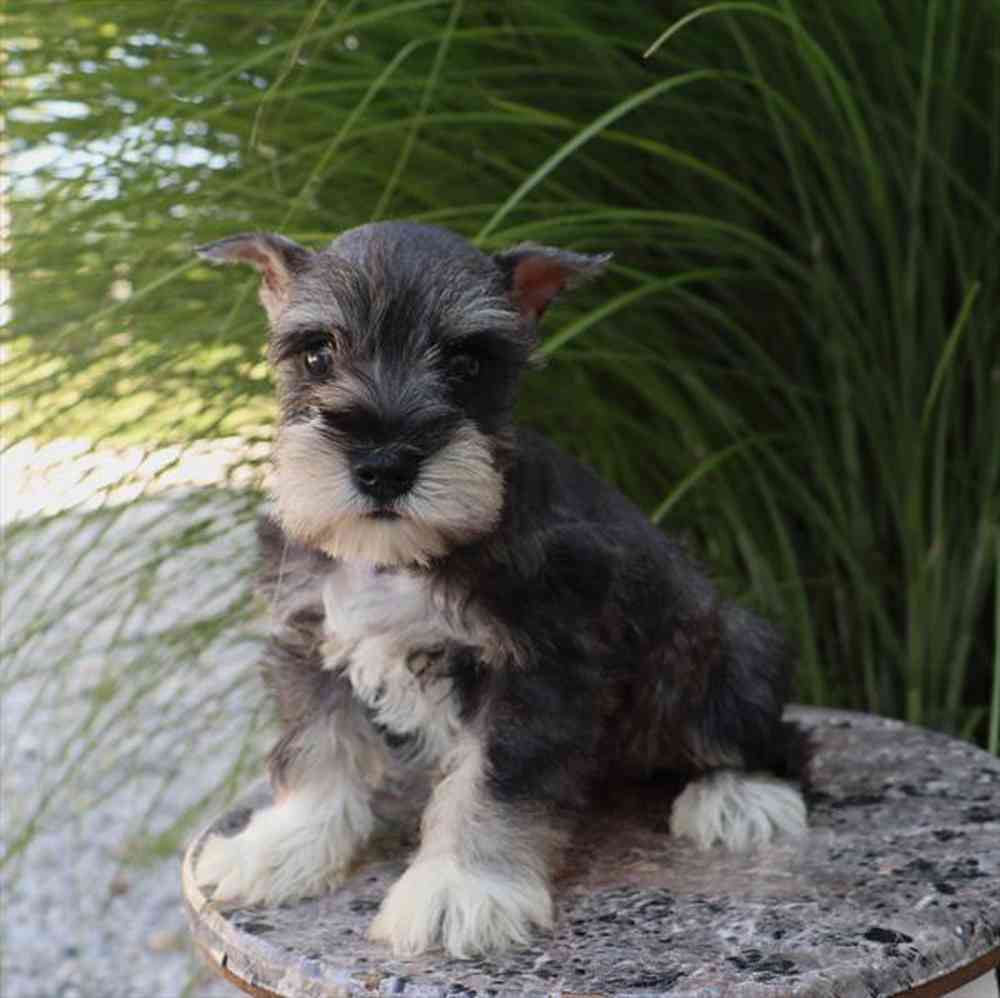 Image of a pet breed in the gallery