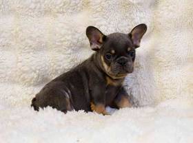 French Bulldog