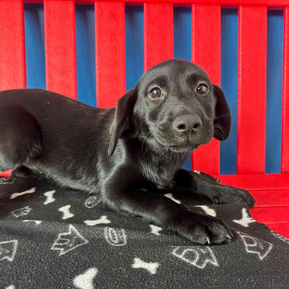 Image of a pet breed in the gallery