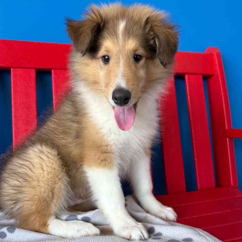 Image of a pet breed in the gallery