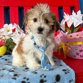 Havanese