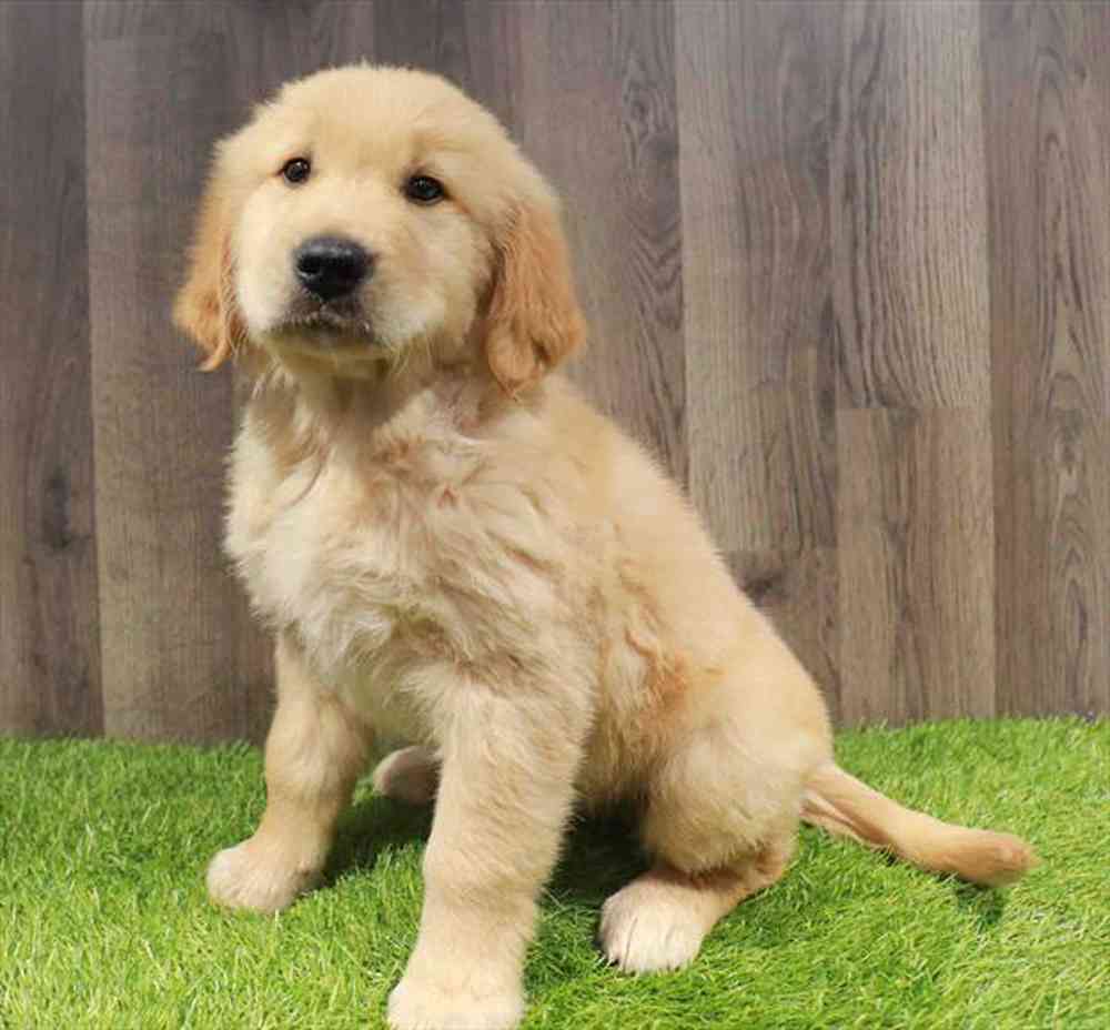 Image of a pet breed in the gallery