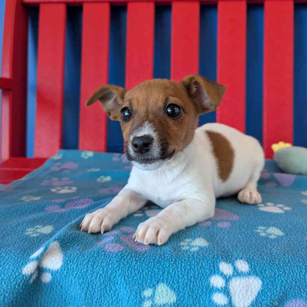 Image of a pet breed in the gallery