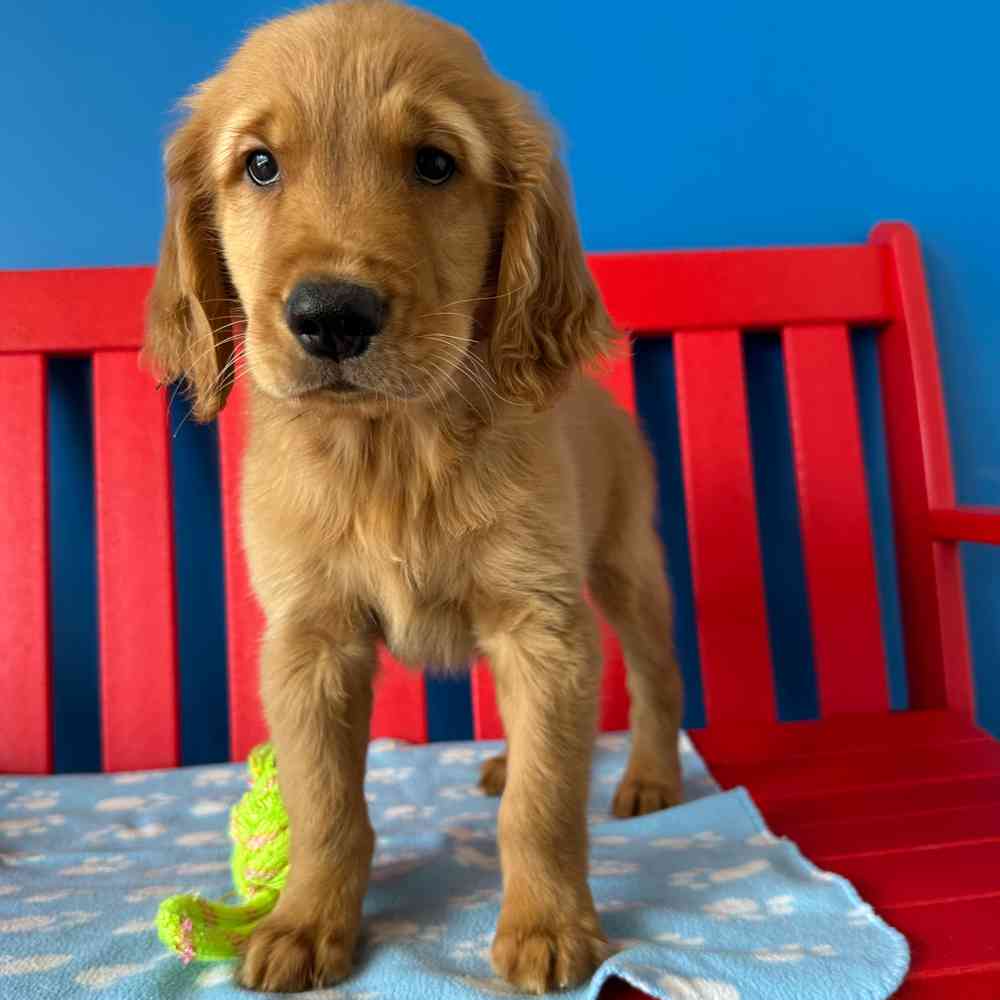 Image of a pet breed in the gallery