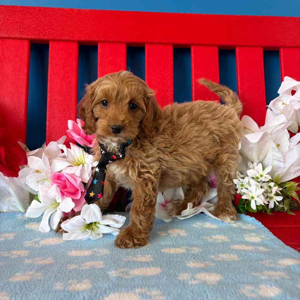 Fb3 Cockapoo Merkimer - Male F1B Cockapoo Puppy for sale in Manchester