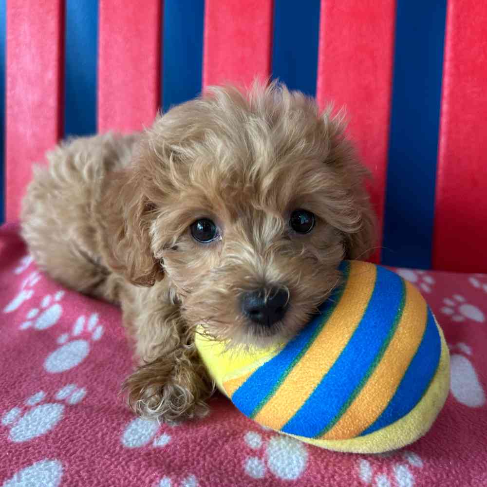 pet-img