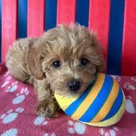 Mini Goldendoodle