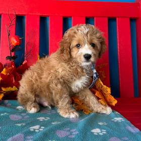 Cavapoo