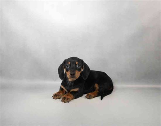 Dachshund