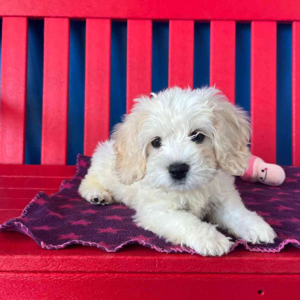 Image of a pet breed in the gallery