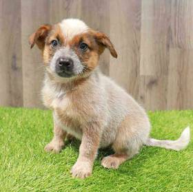 Australian Cattle Dog