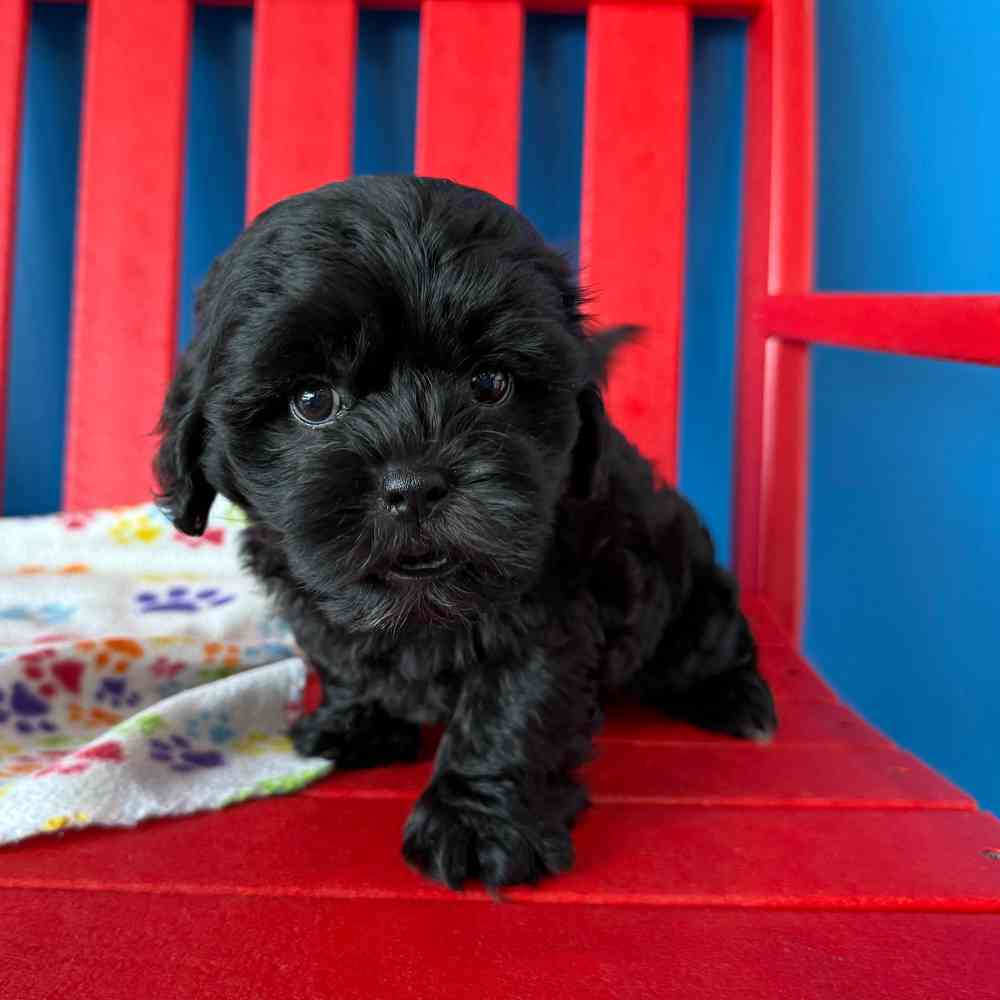 carousel pet images