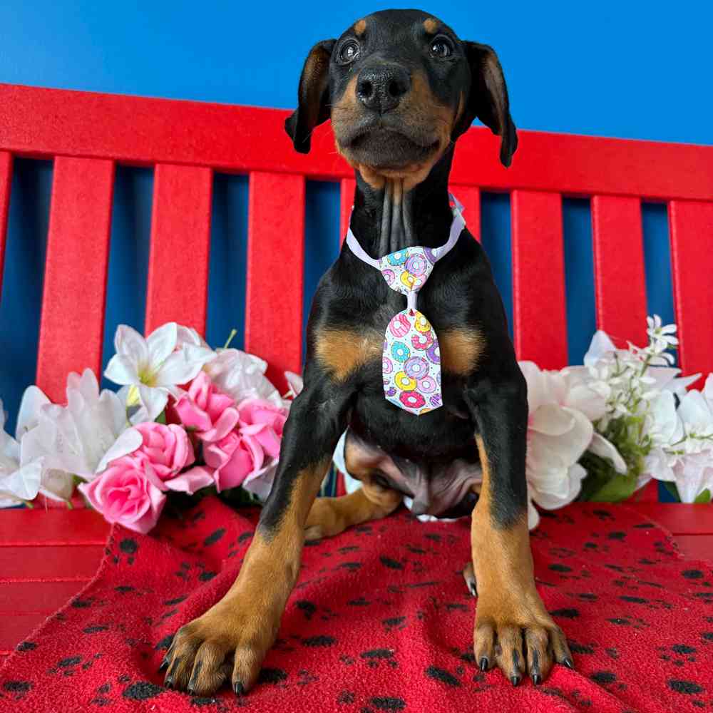 Image of a pet breed in the gallery