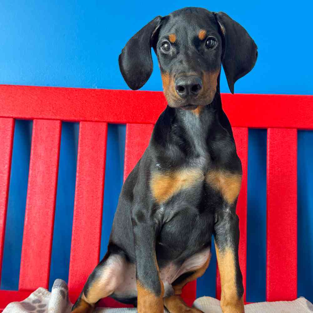Image of a pet breed in the gallery