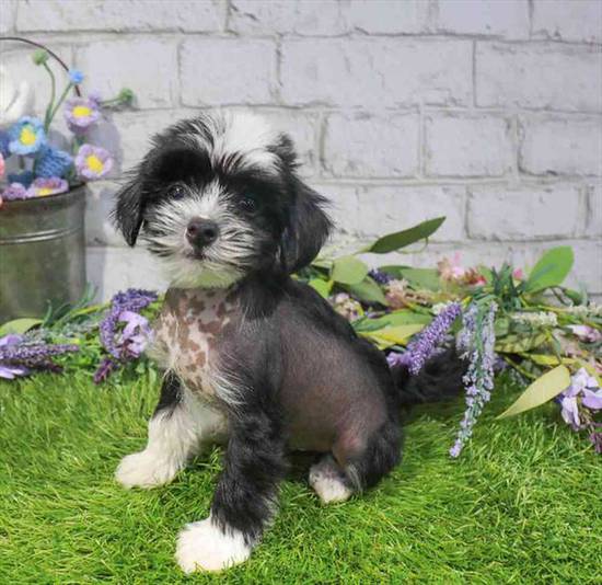 Chinese Crested