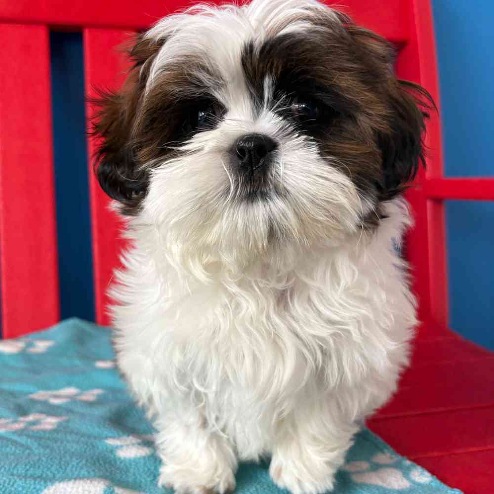 carousel pet images