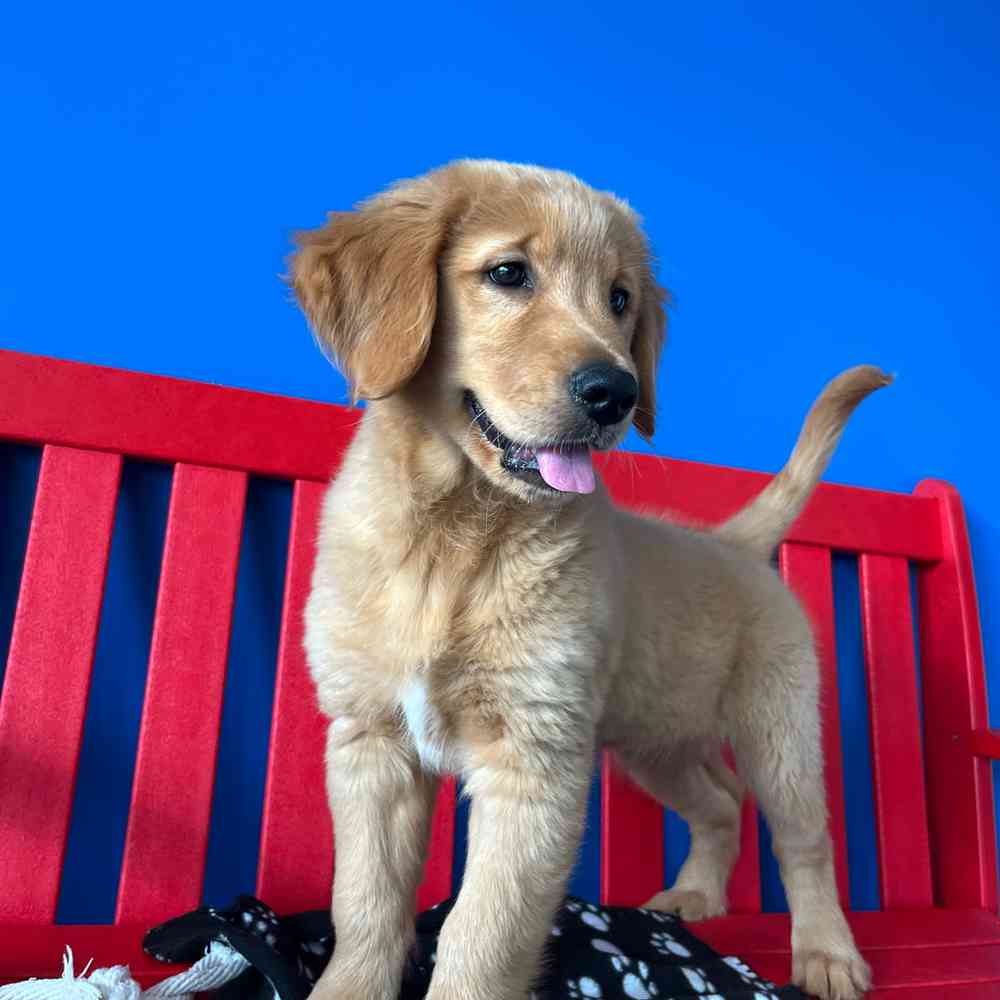 Image of a pet breed in the gallery