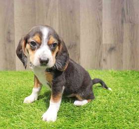 Beagle