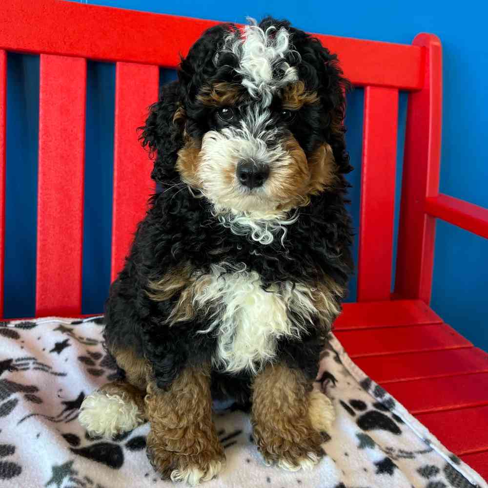 Image of a pet breed in the gallery