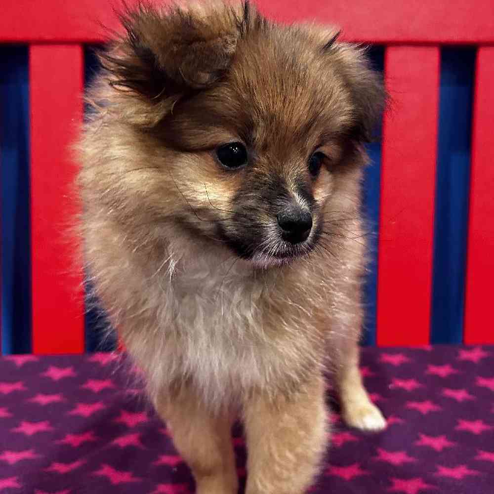 Toy pom online puppies for sale