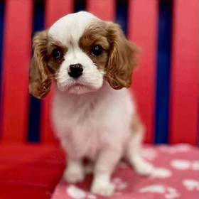 Cavalier King Charles Spaniel