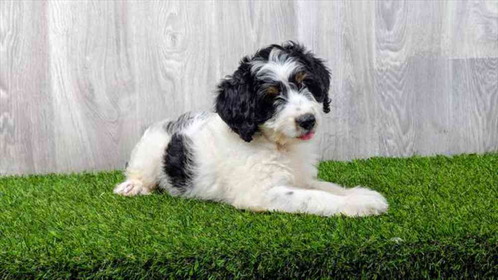 carousel pet images