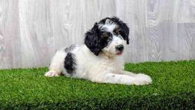 Bernedoodle
