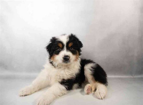 Australian Shepherd