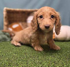 Dachshund