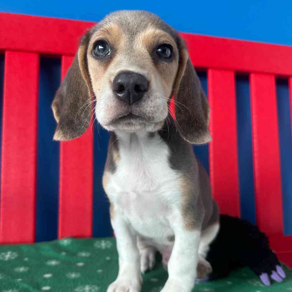Image of a pet breed in the gallery
