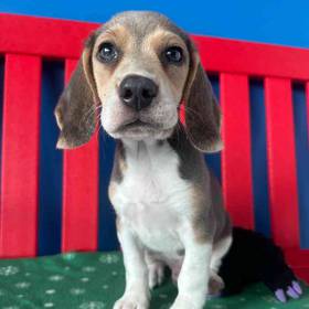 Beagle