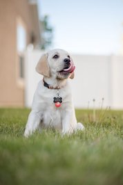 Come see our available puppies
