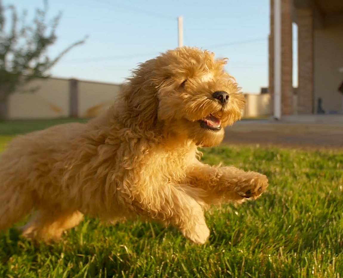 A puppy smiling.