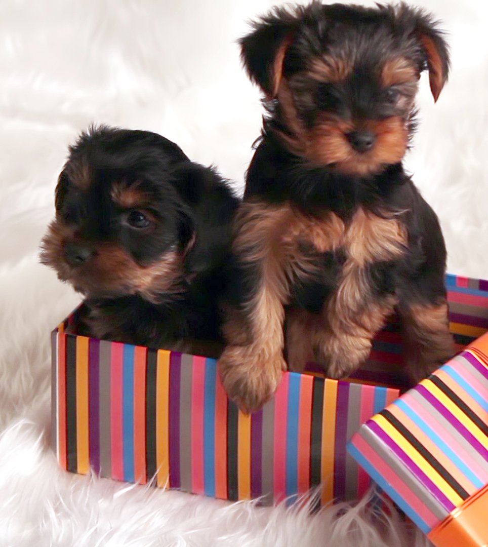 Two puppies sitting in a gift box.